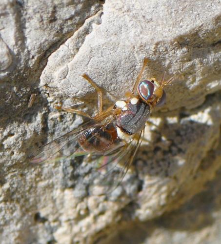 Réf. 241 959 : Bactrocera oleae